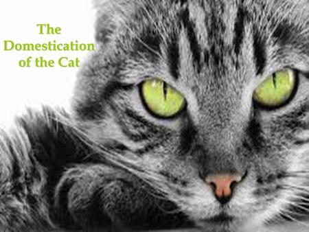 The Domestication of the Cat. Cat Domestication cats are one of the world’s most popular pets the process of their domestication is not well understood.