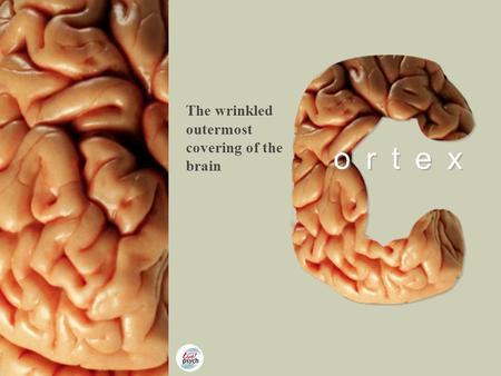 Copyright © Pearson Education 2012 ortex The wrinkled outermost covering of the brain.