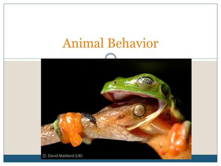 Animal Behavior. Ethology Ethology is the scientific study of animal behavior under natural conditions. It focuses on both instinctual and learned behaviors.