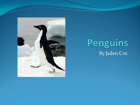 By Jaden Cox. Penguins life style Penguins are flightless birds. They can adapt to life in the water. Penguins have wing-bones, though they are flipper-like.