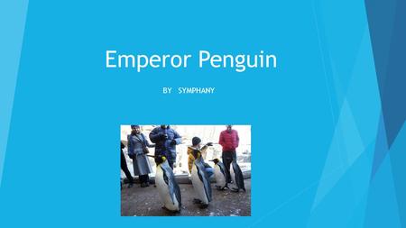 Emperor Penguin BY SYMPHANY. How do they look?  They have no hands, legs that are short, and sharp beaks.  Some penguins are orange, black, and white.