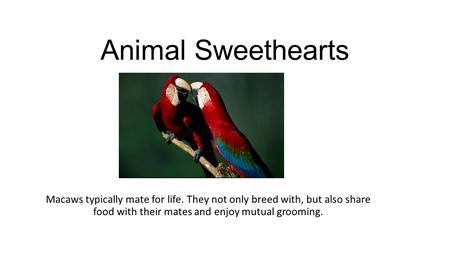 Animal Sweethearts Macaws typically mate for life. They not only breed with, but also share food with their mates and enjoy mutual grooming.