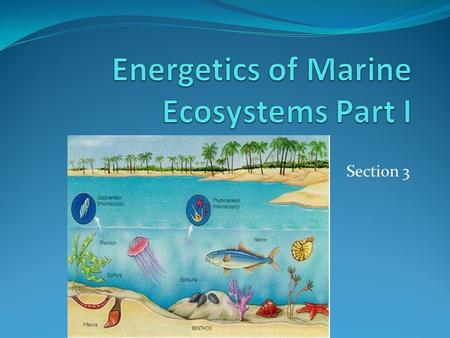 Energetics of Marine Ecosystems Part I