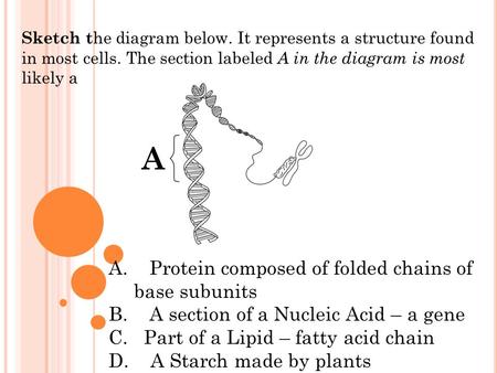 A A. Protein composed of folded chains of base subunits