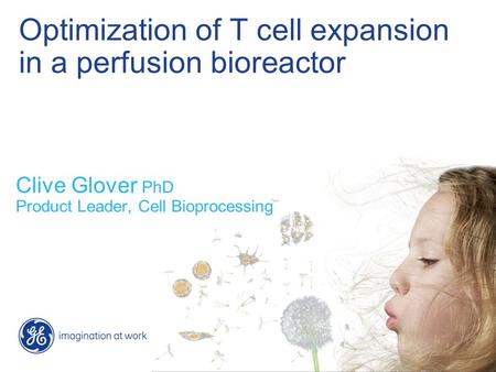 Optimization of T cell expansion in a perfusion bioreactor