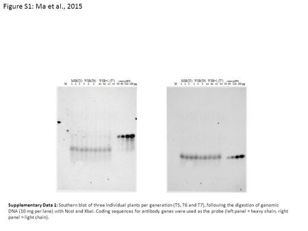 Figure S1: Ma et al., 2015 Supplementary Data 1: Southern blot of three individual plants per generation (T5, T6 and T7), following the digestion of genomic.