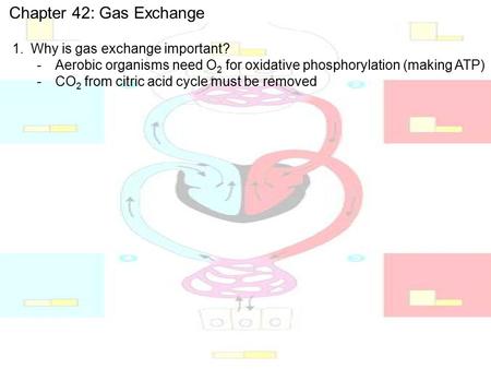 Chapter 42: Gas Exchange 1.Why is gas exchange important? -Aerobic organisms need O 2 for oxidative phosphorylation (making ATP) -CO 2 from citric acid.