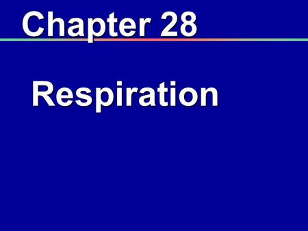 Chapter 28 Respiration. I. Introduction A. Functions of the respiratory system 1. Works in conjunction with the circulatory system 2. Provides oxygen.
