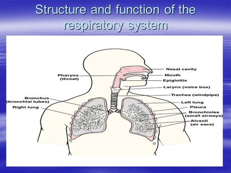 Structure and function of the respiratory system