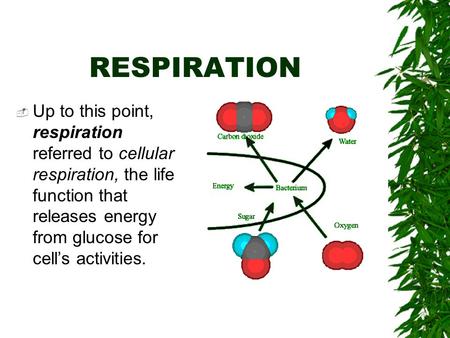 RESPIRATION  Up to this point, respiration referred to cellular respiration, the life function that releases energy from glucose for cell’s activities.