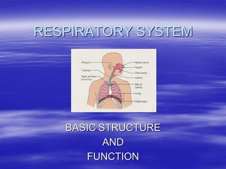 RESPIRATORY SYSTEM BASIC STRUCTURE ANDFUNCTION. OVERVIEW  BASIC STRUCTURE –NOSE, MOUTH & PHARYNX –LARYNX, VOCAL CHORDS –TRACHEA –BRONCHI AND BRONCHIOLE.
