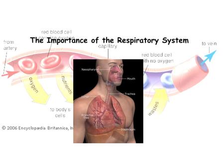 The Importance of the Respiratory System