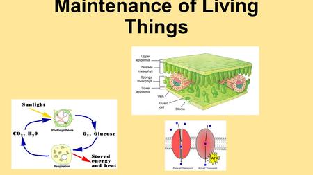 Maintenance of Living Things