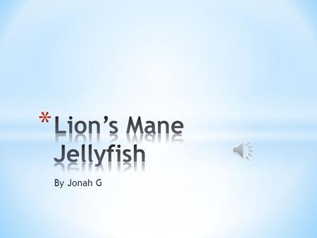 By Jonah G * The Lion’s Mane Jellyfish is a known as a fish because in the water it looks like a fish.