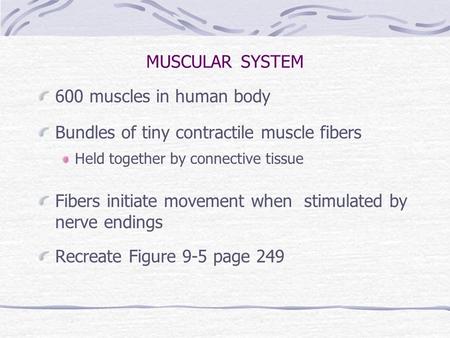 MUSCULAR SYSTEM 600 muscles in human body Bundles of tiny contractile muscle fibers Held together by connective tissue Fibers initiate movement when stimulated.