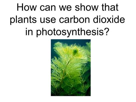 How can we show that plants use carbon dioxide in photosynthesis?