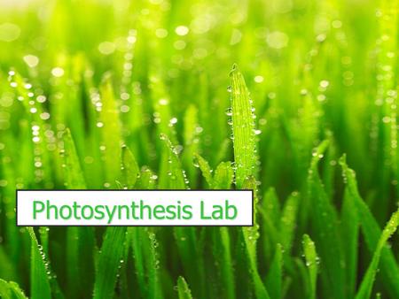 Photosynthesis Lab. Introduction: Green plants use the sun’s energy to make glucose. A reactant is CO 2 gas! CO 2 + H 2 O makes a weak acid. The pH indicator.