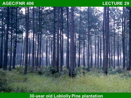 AGEC/FNR 406 LECTURE 29 30-year old Loblolly Pine plantation.