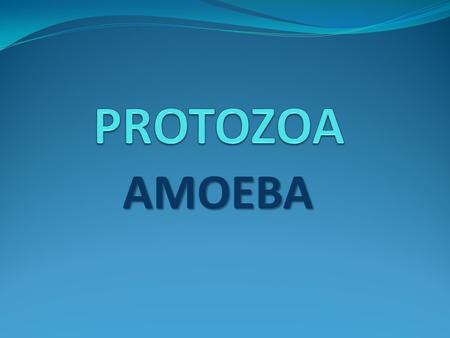AMOEBA. Protozoa: The protozoa are a diverse group of unicellular, eukaryotic organisms. Many have evolved structural features (organelles) that mimic.