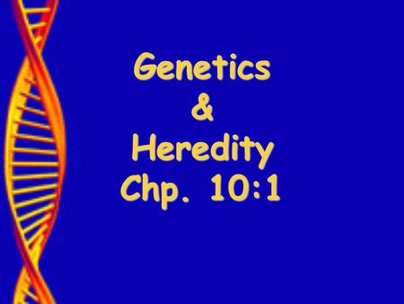 Genetics & Heredity Chp. 10:1. Who was Gregor Mendel? “Father of Genetics”