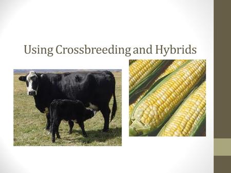 Using Crossbreeding and Hybrids. Next Generation Science/Common Core Standards Addressed: MS‐LS2‐1. Analyze and interpret data to provide evidence for.