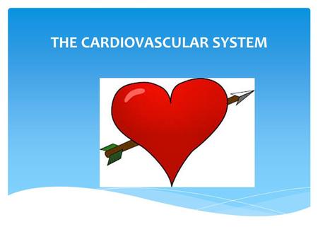THE CARDIOVASCULAR SYSTEM Your “real” heart  The muscular pump that makes the cardiovascular system work. It is made up of cardiac muscle and provides.