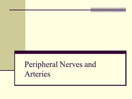 Peripheral Nerves and Arteries