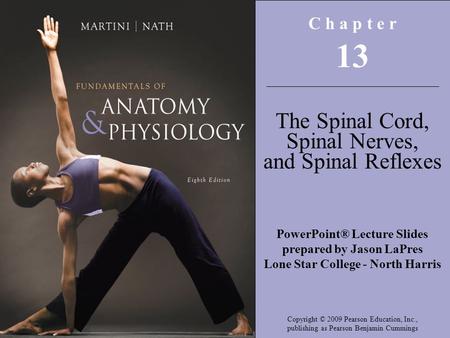 13 The Spinal Cord, Spinal Nerves, and Spinal Reflexes C h a p t e r