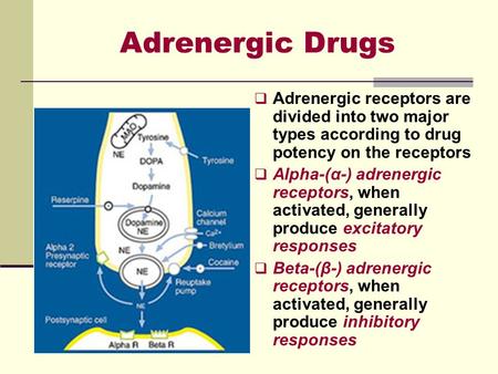 Adrenergic Drugs  Adrenergic receptors are divided into two major types according to drug potency on the receptors  Alpha-(α-) adrenergic receptors,
