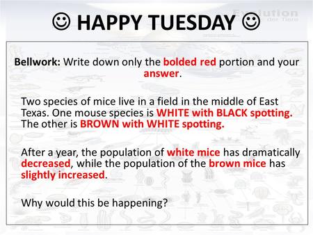 HAPPY TUESDAY Bellwork: Write down only the bolded red portion and your answer. Two species of mice live in a field in the middle of East Texas. One mouse.