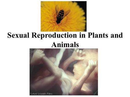 Sexual Reproduction in Plants and Animals. Interpret diagrams of formation of egg and sperm. Explain fertilization in animals and plants. Compare advantages.