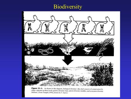 Biodiversity. Why is Biodiversity Important? Genetic diversity: