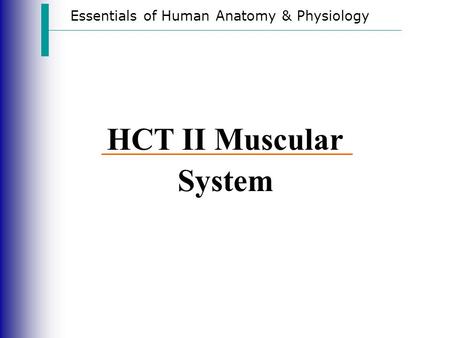 Essentials of Human Anatomy & Physiology HCT II Muscular System.
