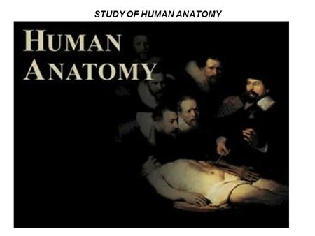 STUDY OF HUMAN ANATOMY.