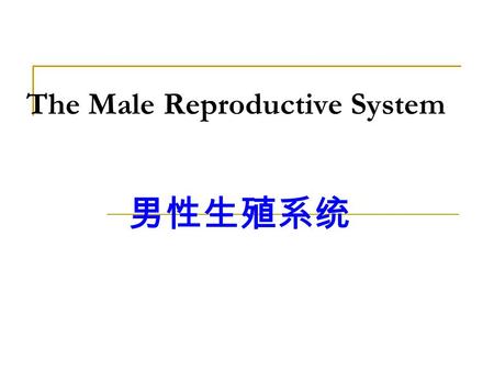 The Male Reproductive System 男性生殖系统
