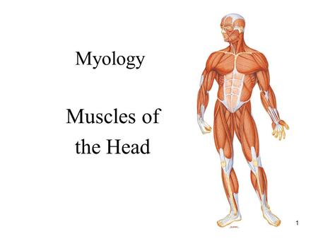 1 Myology Muscles of the Head. 2 NAMING OF MUSCLES 1. Direction of muscle fibers: a. Rectus: fibers run parallel to the midline (rectus abdominis) b.