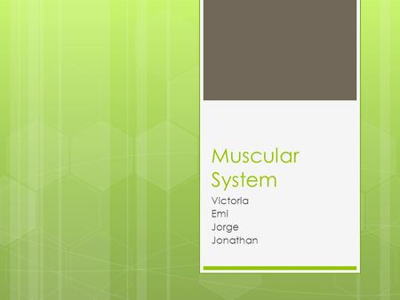 Muscular System Victoria Emi Jorge Jonathan. Muscular System Facts . There are over 600 muscles that make up the muscular system . Muscles are bundles.