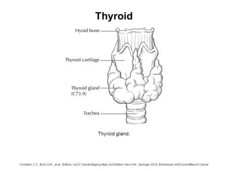 Thyroid Thyroid gland. Compton, C.C., Byrd, D.R., et al., Editors. AJCC CancerStaging Atlas, 2nd Edition. New York: Springer, 2012. ©American Joint Committee.