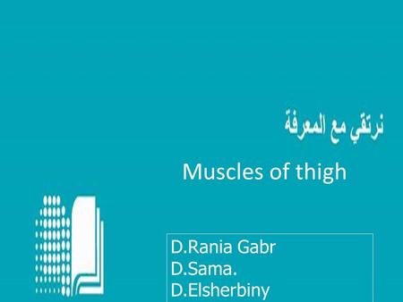 Muscles of thigh D.Rania Gabr D.Sama. D.Elsherbiny.