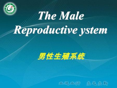 The Male Reproductive ystem 男性生殖系统. Composition The Male or female Reproductive System consists of two parts : Ⅰ.Internal genital organs 内生殖器 Gonads (sex.