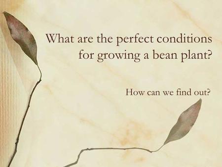 What are the perfect conditions for growing a bean plant? How can we find out?