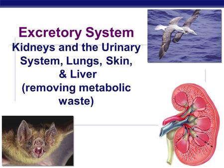 AP Biology 2008-2009 Excretory System Kidneys and the Urinary System, Lungs, Skin, & Liver (removing metabolic waste)