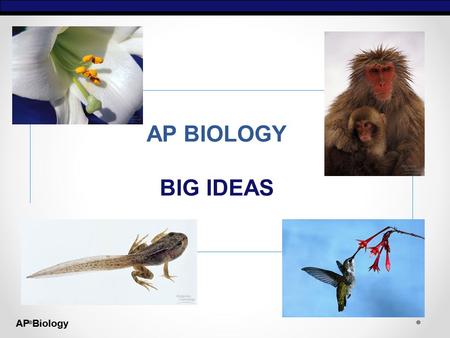 AP Biology AP BIOLOGY BIG IDEAS.