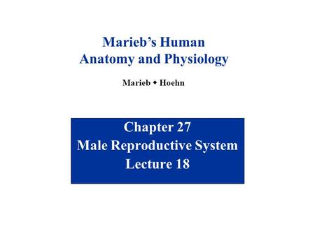Chapter 27 Male Reproductive System Lecture 18