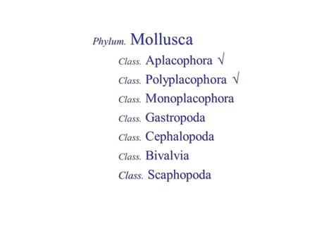 Class. Polyplacophora √ Class. Monoplacophora Class. Gastropoda