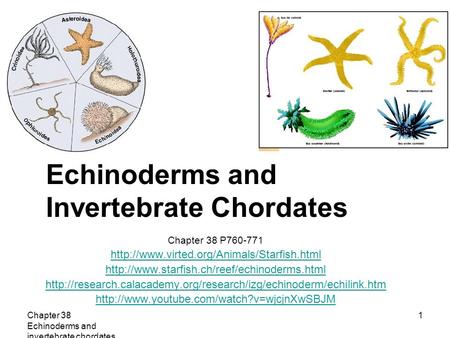 Echinoderms and Invertebrate Chordates