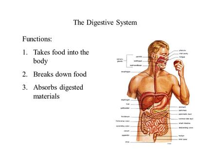 The Digestive System Functions: 1.Takes food into the body 2.Breaks down food 3.Absorbs digested materials.