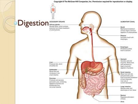 Digestion. Functions: Ingest: take food in through mouth Mechanical processing: manipulate (chew/swallow) from mouth, mixing in stomach Digestion: chemical.