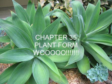 CHAPTER 35 PLANT FORM WOOOOO!!!!!!!