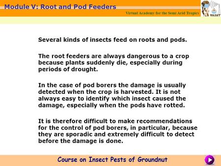 Several kinds of insects feed on roots and pods. The root feeders are always dangerous to a crop because plants suddenly die, especially during periods.